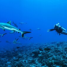 photo d'un plongeur avec des requins