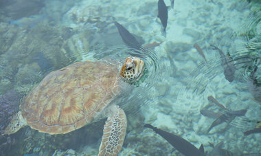 11_Secondary_BORA BORA1_BORA BORA_01042.jpg