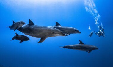 Rangiroa Diving rangiroa diving dolphins