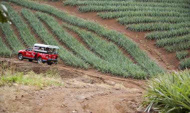 Moorea exploration by 4x4 Safari