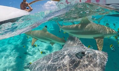 Deluxe Bora Bora Exclusive Lagoon Tour with Motu BBQ Picnic