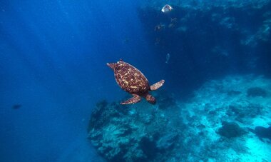 Snorkeling Rarotonga