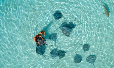 Moorea Shark and Ray Snorkeling Lagoon Tour Moorea Ray Snorkeling