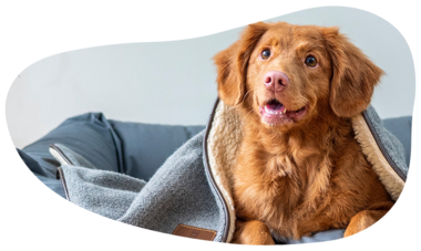 atn-illust-shape-_0005s_0004_pet5.png