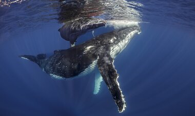 Whales mother & baby whale