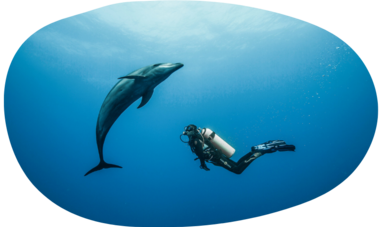 dolphin at Rangiroa