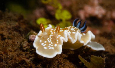 Tama no te Tairoto nudibranche à Tahiti