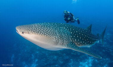 Diving Fakarava, shark and diver