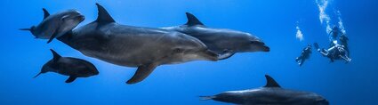 rangiroa diving dolphins