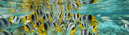 Underwater Underwater world of French Polynesia