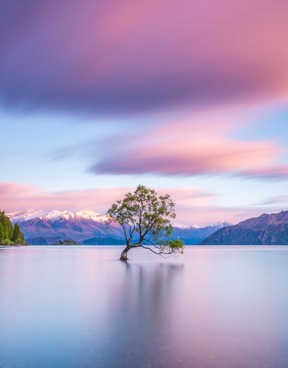 That Wanaka Tree at sunrise | Wanaka, NEW ZEALAND